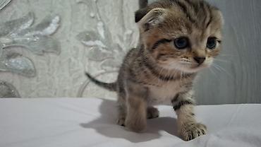 Pişiklər: Britain Şotland Bala Pişikler Satılır! 5 denedir 1ay 10gunluy — 5