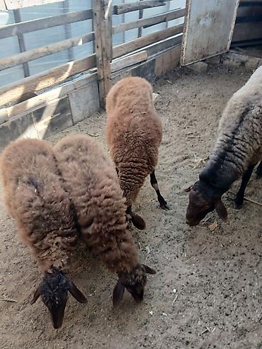 Mal-qara: Qoyun və quzu dəstəsi - Növ: Yerli ətlik/yunlu qoyunlar - Tərkib: Ana — 3