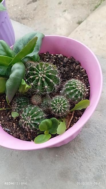 balaca limon: Echinopsis (kirpi kaktus) kompozisiyası – dekorativ qabda çoxgövdəli — 1