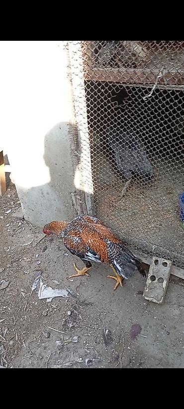 heyratı cücəsi: Heyrati pleymut becə satilir.mart cücəsidi.irak türk qarişigidi — 3