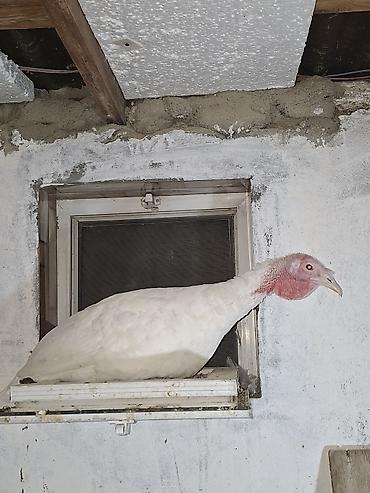 Təmiz cins Ag kanada hindusqalari satilir 15 ededdir cemi erkekli