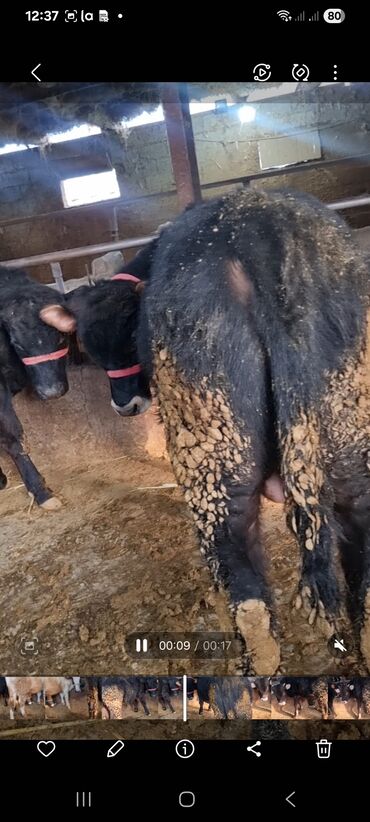 Коровы, быки: Продаю | Бык (самец) | Полукровка | На откорм | Привязанные — 2