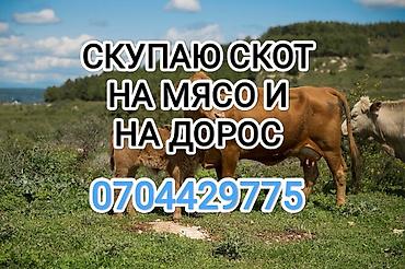 Колбасный цех : Коровы, быки, Лошади, кони, | Круглосуточно, Любое состояние, Забитый