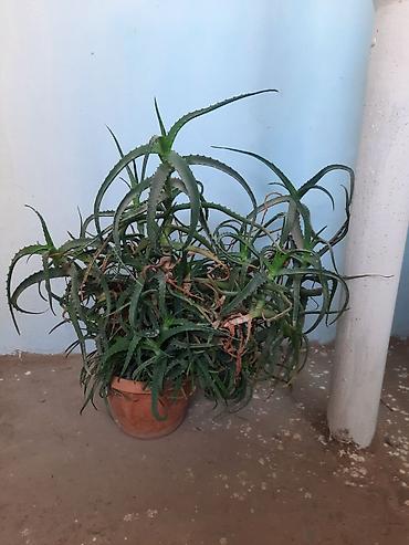 aloy: Böyük ölçülü saksı aloyesi (Aloe spp.) - Bitki: Tikanlı, ətli — 2