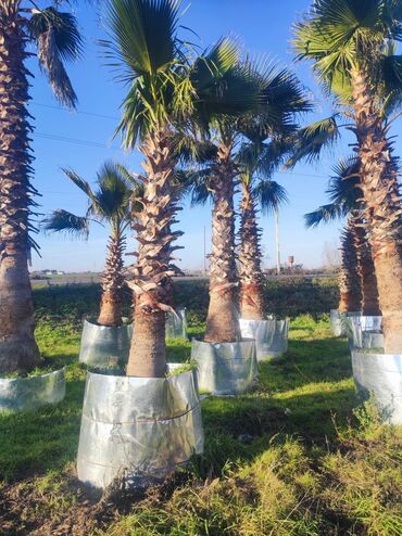 Ağaclar: Palmalar satilir 2000nen3000manatacqeder -da lalafo.az — 11 Ağaclar: Palmalar satilir 2000nen3000manatacqeder — 11