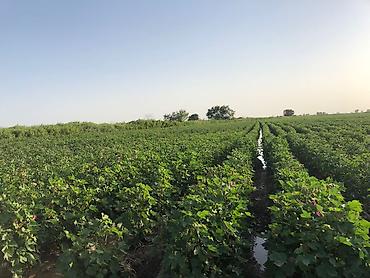 Kommersiya daşınmaz əmlakının satışı: 150 HEKTAR ƏRAZİ satılır İMİŞLİDƏ 110 HEKTAR Mülkiyyət Əkin — 11