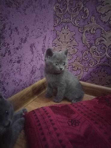 pişik dişi: Şotland, Dişi, Yaxşı əllərə, Ünvandan götürmə, Ödənişli çatdırılma — 2