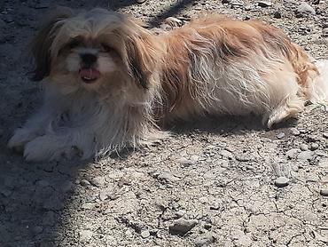 İtlər: Pekines, 8 ay, Erkek, Ödənişli çatdırılma — 1