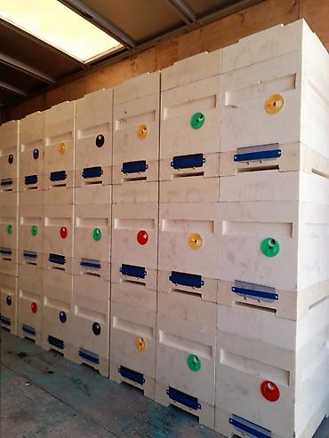 Товары и оборудование для с/х животных: Предлагаются ульи Дадан и 6-рамочники для пчеловодства. Ульи Дадан — 19