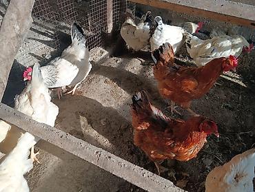 куры живые: 🐣 Продаются крепкие домашние цыплята (помесь отличных пород)Продаю — 8