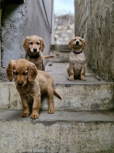 golden it: Retriever, 3 ay, Erkek