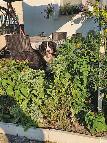 doberman cena: Dostupna zenka Bernskog planinskog psa. Starosti 11 meseci- — 10