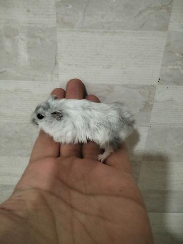 Gəmiricilər: Məhsul: Cırtdan hamsterlər (Djungarian/campbell tipli) Rənglər: tam — 9