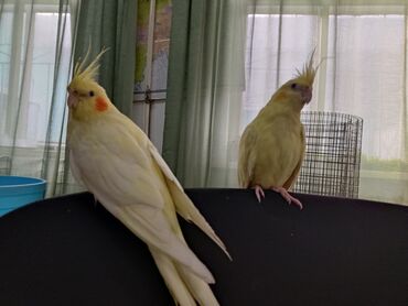певчие птицы: Попугаи Кореллы хорошо приучаются к рукам и могут говорть! Есть