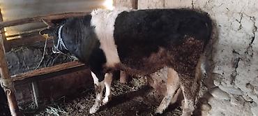 Коровы, быки: Продаю | Бык (самец) | На откорм at lalafo.kg — 4 Коровы, быки: Продаю | Бык (самец) | На откорм — 4