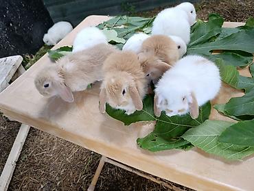 ev dovşan: Mini Lop dekorativ dovşan balaları - Cins: Mini Lop (aşağı sallanan — 5