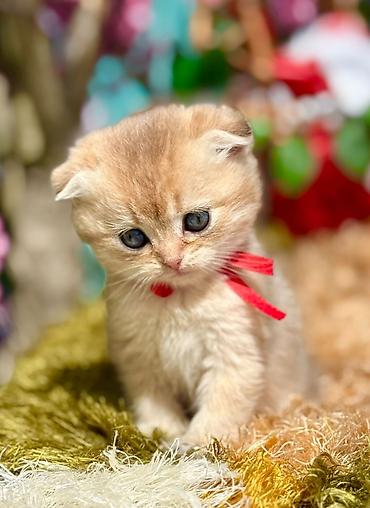 Pişiklər: Britan — 14