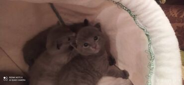 Pişiklər: Britan, Erkək, Dişi — 10