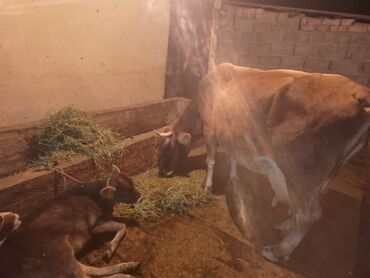 купить щенка добермана из питомника: Сатам | Уй (ургаачы) | Сүт алуу үчүн | Музоологондон кийин
