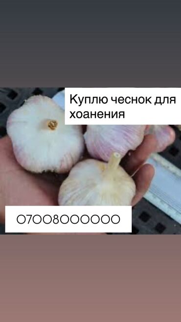 коробки для пиццы купить оптом: Сарымсак Дүңүнөн