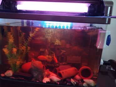 qızıl balıqlar: Zavod akvarium satılır 2 filtr, dekorlar, işıqlar və balıqlar hamısı