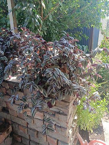 английский плющ: Традесканция (Tradescantia zebrina) — ампельное комнатное растение — 2