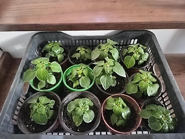 бегония бориас купить: Детки!!! Импатиенс (бальзамин, «Ванька‑мокрый») комнатный — 1