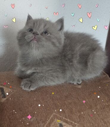 сиамская кошка: Британская короткошёрстная, 1 месяц, Мальчик, Приучена к лотку