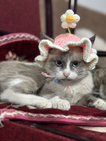 британская короткошерстная кошка золотая шиншилла: Кошка даром: Сиамская, 3 месяца, Мальчик