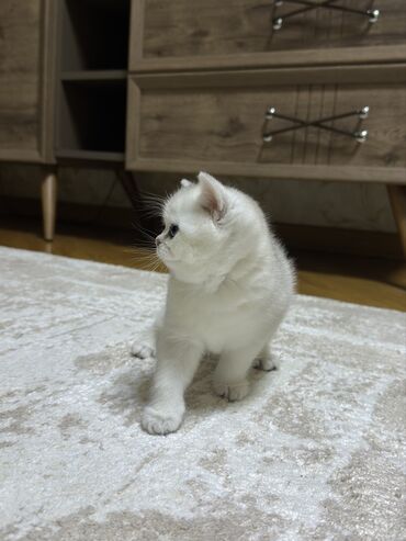 Pişiklər: Şinşilla, Erkək, Yaxşı əllərə, Ünvandan götürmə — 1