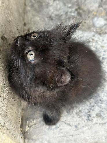 девон рекс кошка: Беспородная, 1 месяц, Девочка, Черный, С прививками — 3