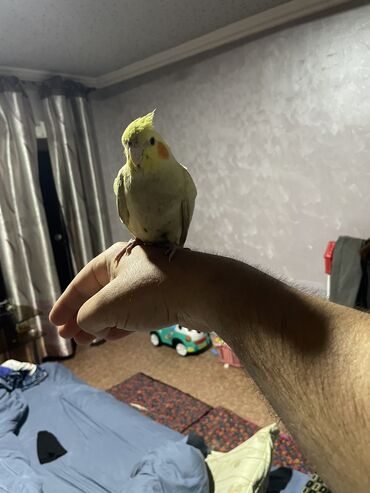 животные крс: Ручной папугай