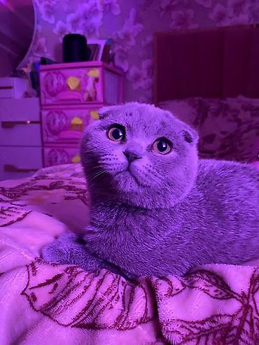 Шотландская вислоухая кошка (Scottish Fold) - Окрас: серый (blue)