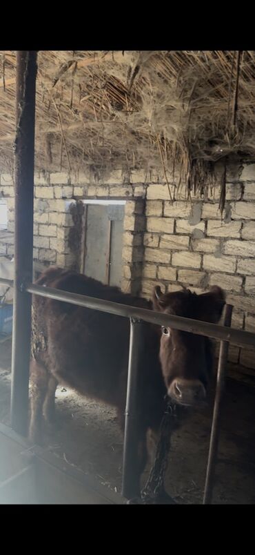 Inəklər, öküzlər: 18 baş dişi 230kq usbe us cekileri 5 aydi bağdadı — 18