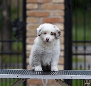 lepi psi: Na prodaju 9 šteneta Border Collie, iz dva različita legla. - Jedno — 4