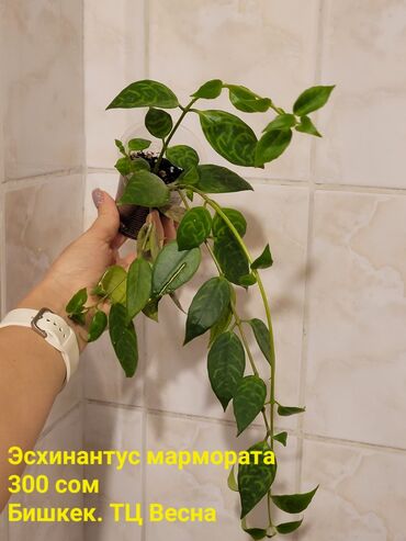 капельная система орошения цена: Хойи в ассортименте Цена и название на фото Некоторые сорта