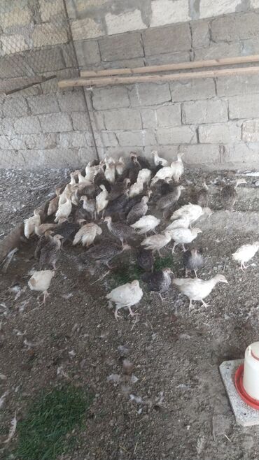 Inəklər, öküzlər: Fermada yetişdirilmiş sağlam və canlı hind quşları. Bu cücələr