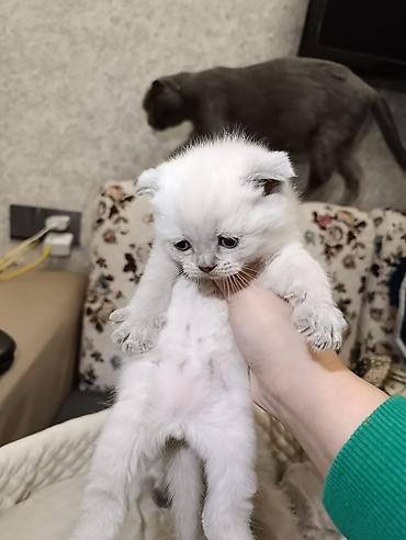 Pişiklər: Şotland, Ödənişli çatdırılma — 18