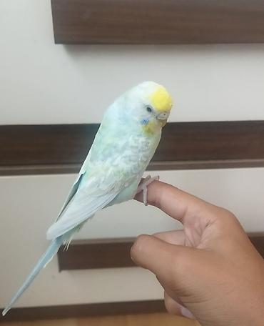 ev piwikleri: Məhsul: Dalmatian rəngli dalğalı papuqay (bajırıq) Təsvir: - Növ — 3