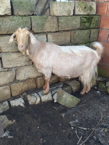 Keçi, çəpiş: Salam.keçilər satıram 5dənədir hamsı bir yerdə kom satılır — 5