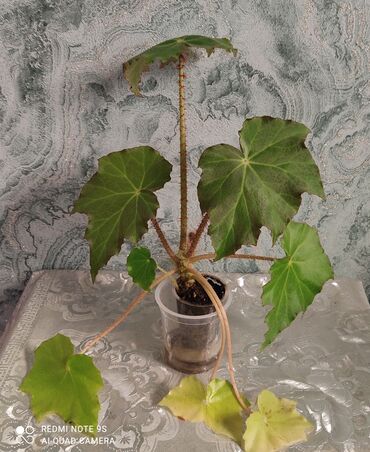 Другой декор и предметы интерьера: Распродажа по 300 сом и выше — 7