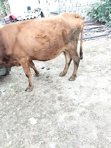 cins buzovlar: Qəhvəyi rəngli inək satılır. Orta ölçülü, buynuzlu və kənd təsərrüfatı — 9