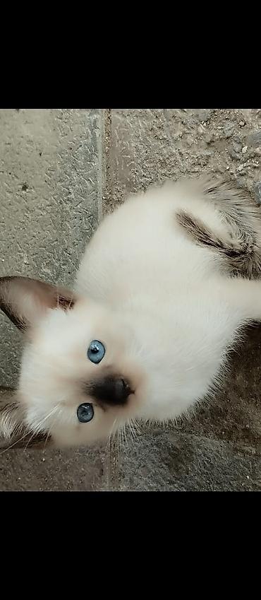 pişik qara: 19.07. 26 dogulublar. Ata ve anasi siamdır. Tualet terbiyeleri var — 3