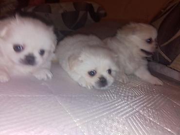 İtlər: Pekines — 13