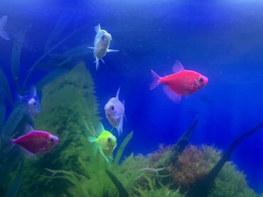 Balıqlar: Glofish, Sülhsevər, Ödənişli çatdırılma -da lalafo.az — 9 Balıqlar: Glofish, Sülhsevər, Ödənişli çatdırılma — 9