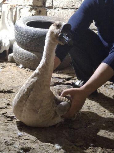 Qazlar: Erkək, Ətlik, Ünvandan götürmə — 6