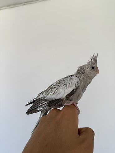 qara mal: Sultan papağanı təqdim olunur. Şəkillərdə görünən quş açıq boz, ağ və — 3