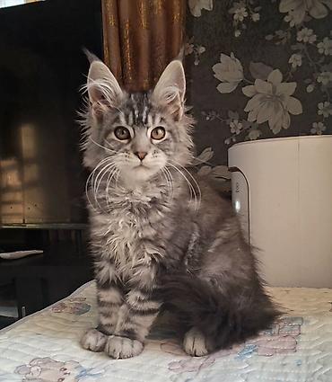 мейкун кошки: Породистый котёнок мейн-кун (окрас серебристый мрамор/black silver — 1