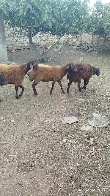 Рогатый скот: Qoyunlar – Qarabaş (qəhvəyi-qara rəngli), qulaqcıqlı yerli cins - Say — 3
