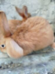 Dovşanlar: Temiz Burgun balalar. var satiwda diwi ve erkey 1 erkey 2 diwi — 11